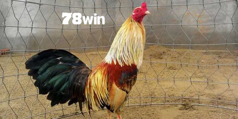 Gà Chuối - Review Chi Tiết Về Dòng Kê Chiến Ấn Tượng 1 Gà chuối 78win